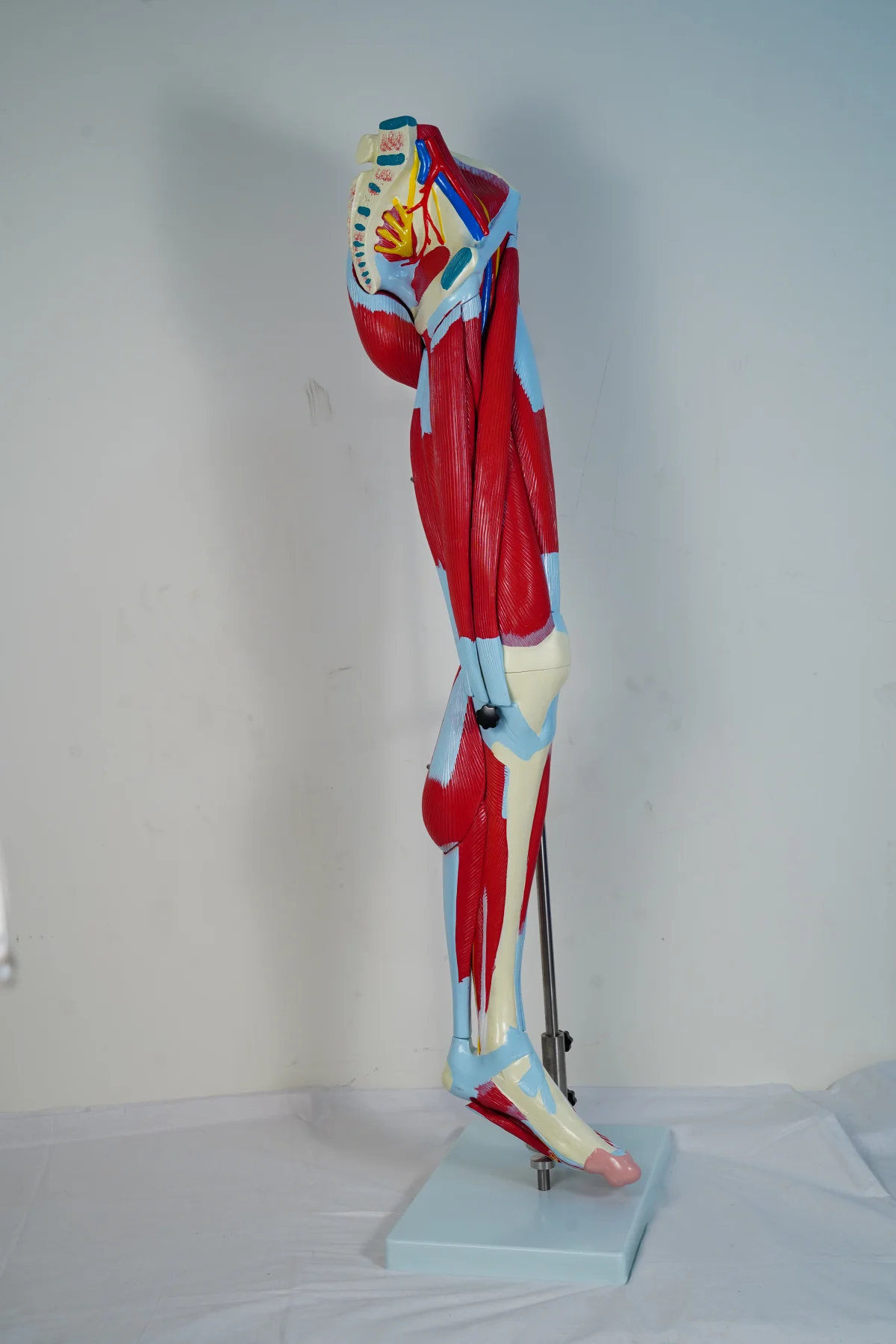 Muscular Leg Model 13 Parts thumbnail 7