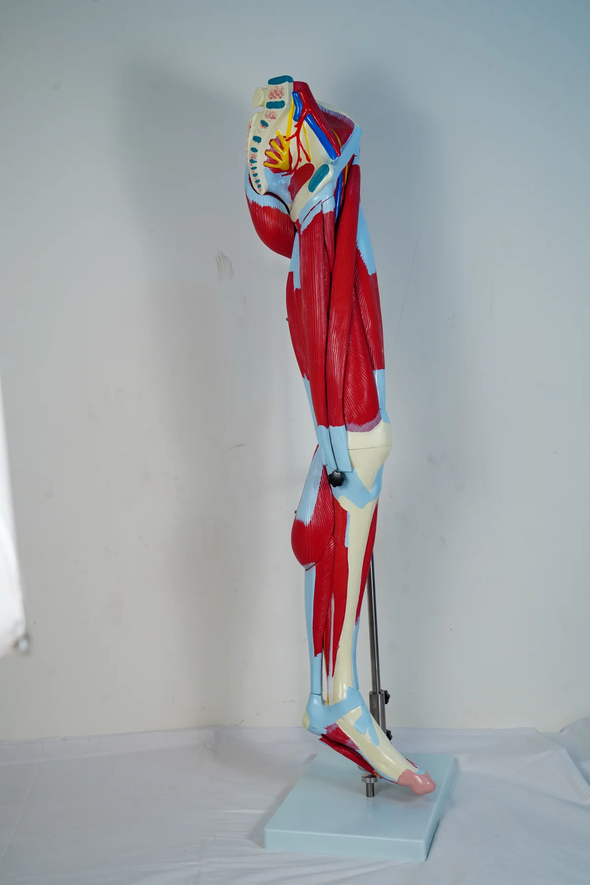 Muscular Leg Model 13 Parts