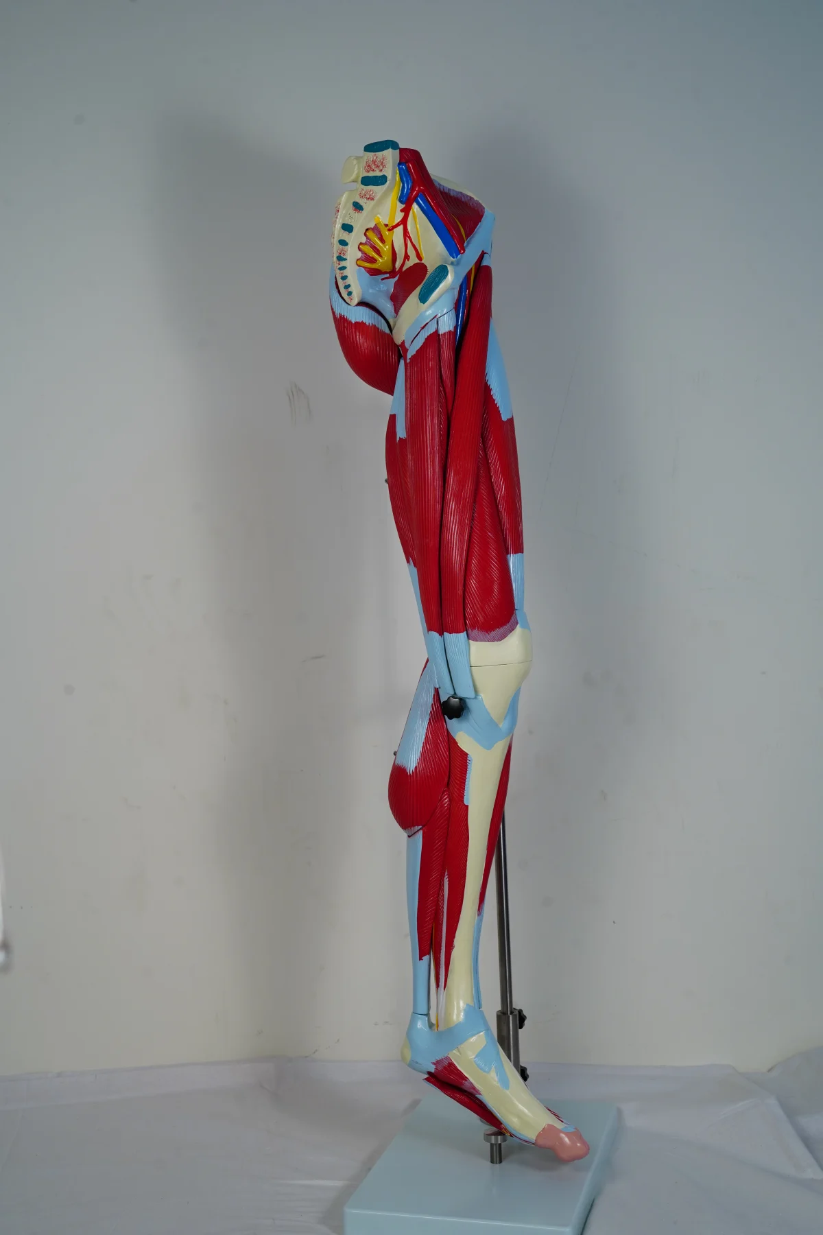 Muscular Leg Model 13 Parts thumbnail 2