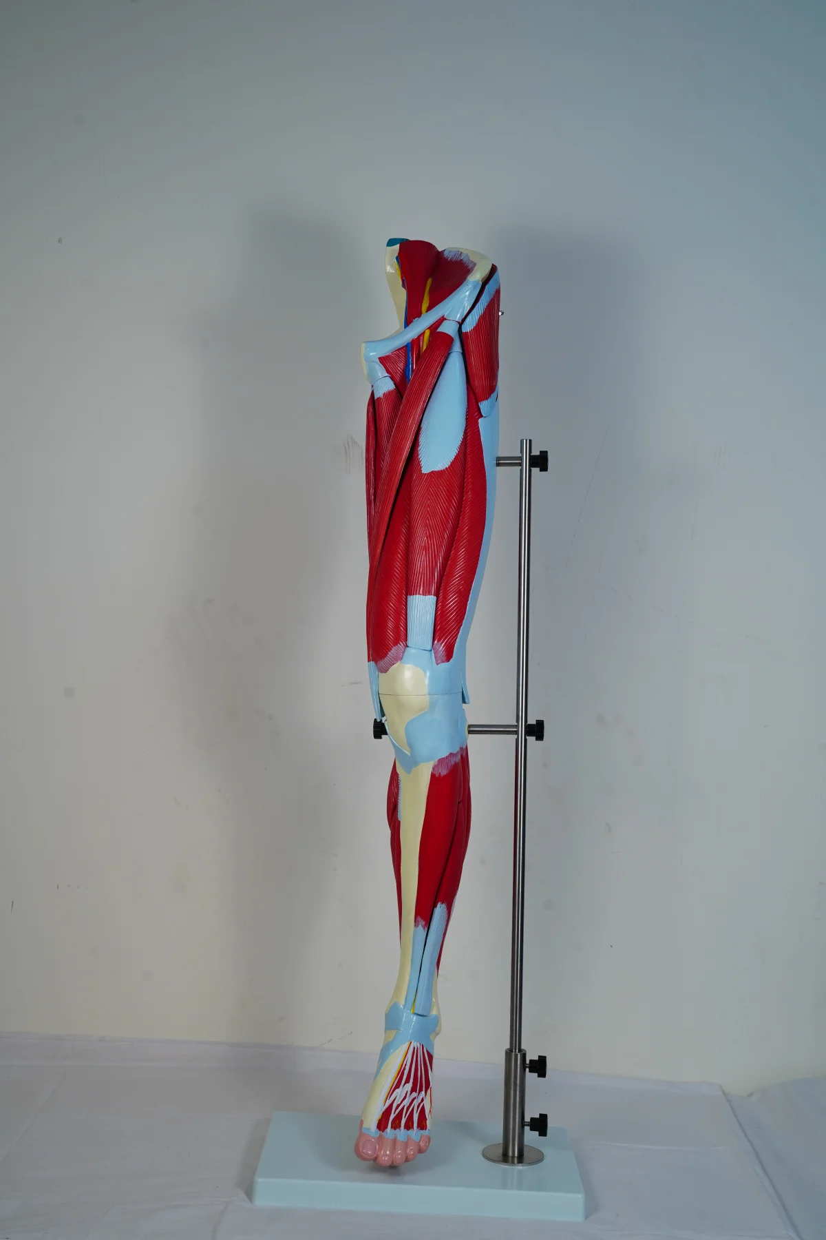 Muscular Leg Model 13 Parts thumbnail 3