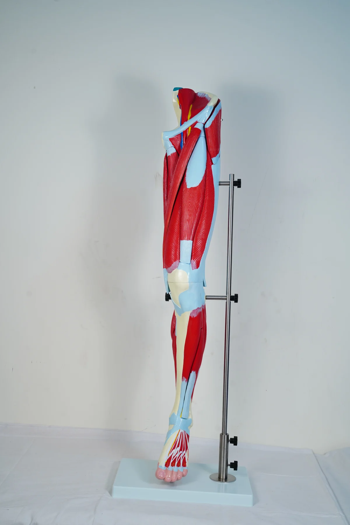 Muscular Leg Model 13 Parts thumbnail 4