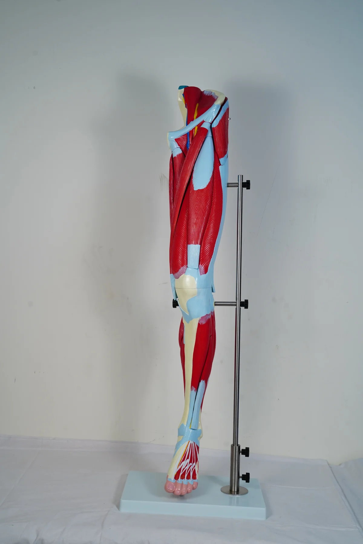 Muscular Leg Model 13 Parts thumbnail 5