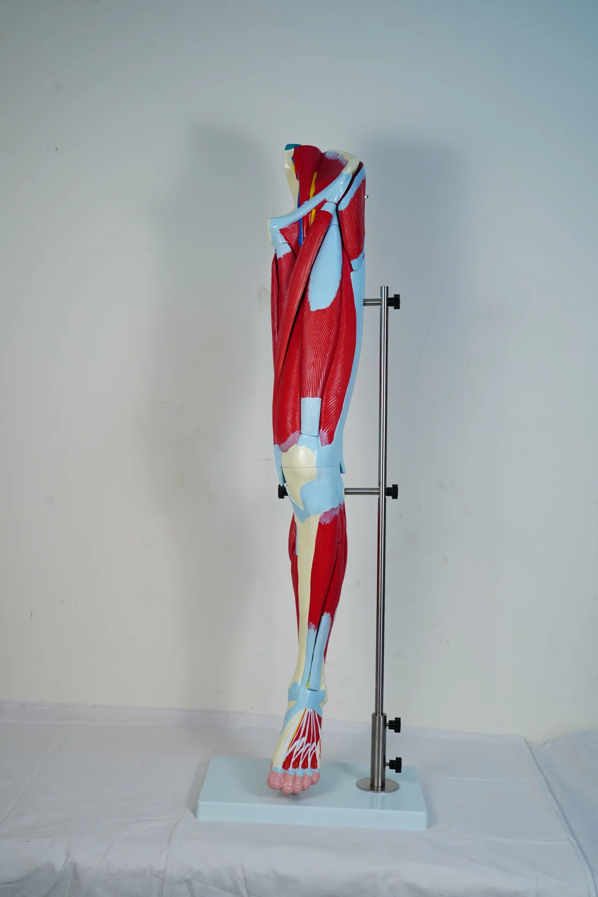 Muscular Leg Model 13 Parts thumbnail 6
