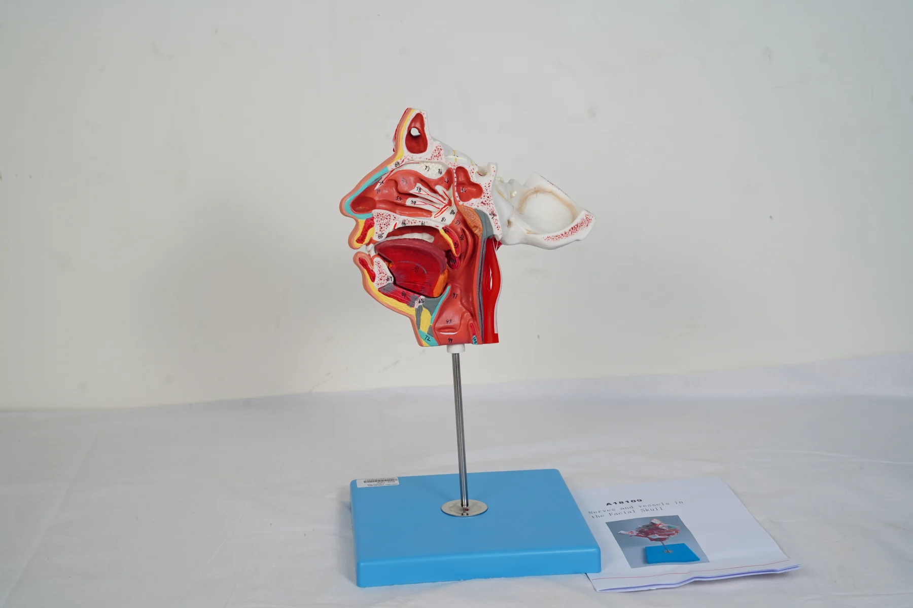 Nerve and Vessels in the Facial Skull thumbnail 2