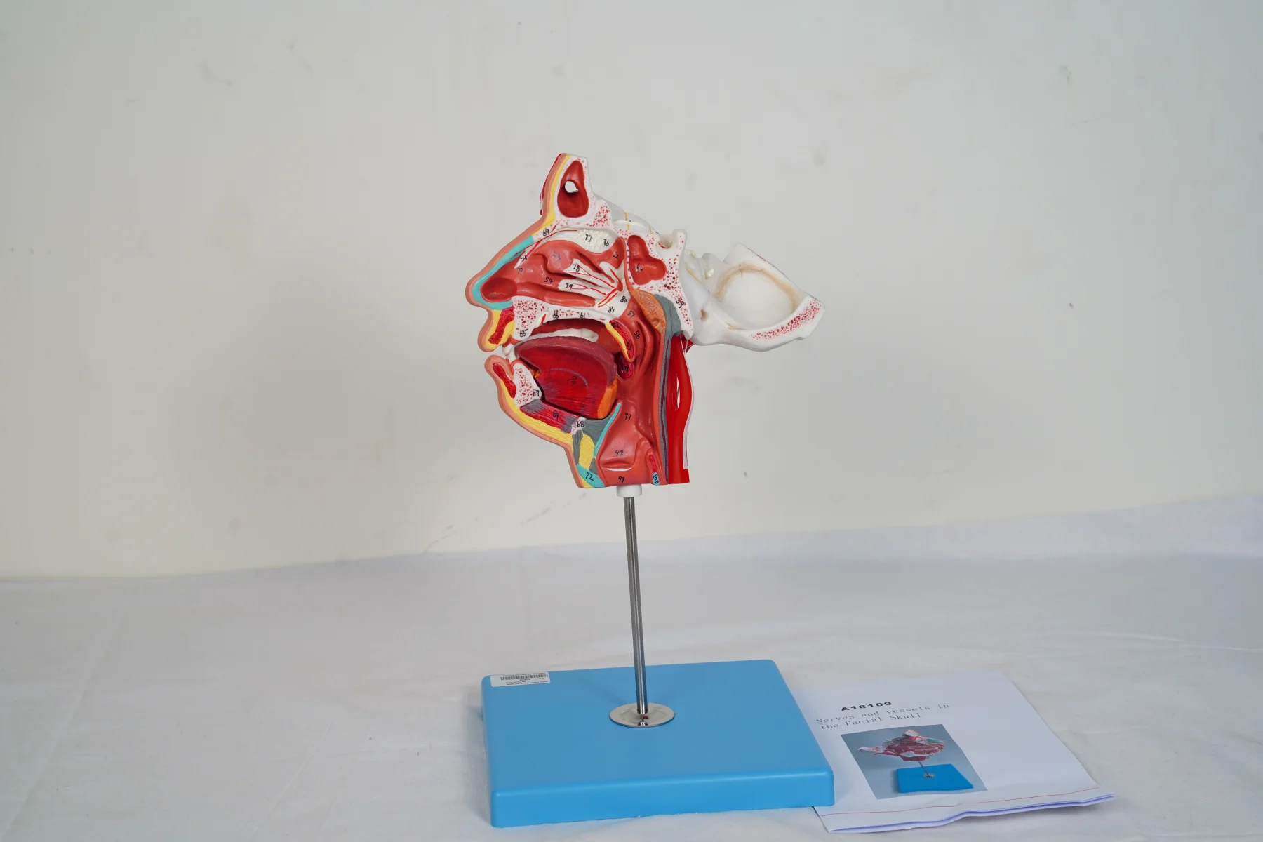 Nerve and Vessels in the Facial Skull