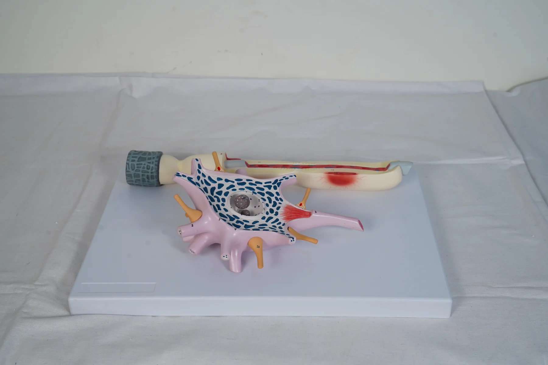 Neuron Model thumbnail 6