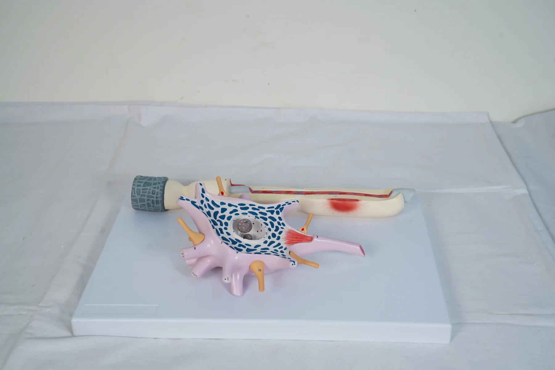 Neuron Model