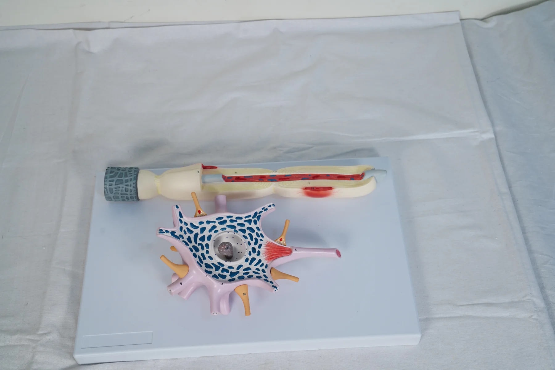 Neuron Model thumbnail 2