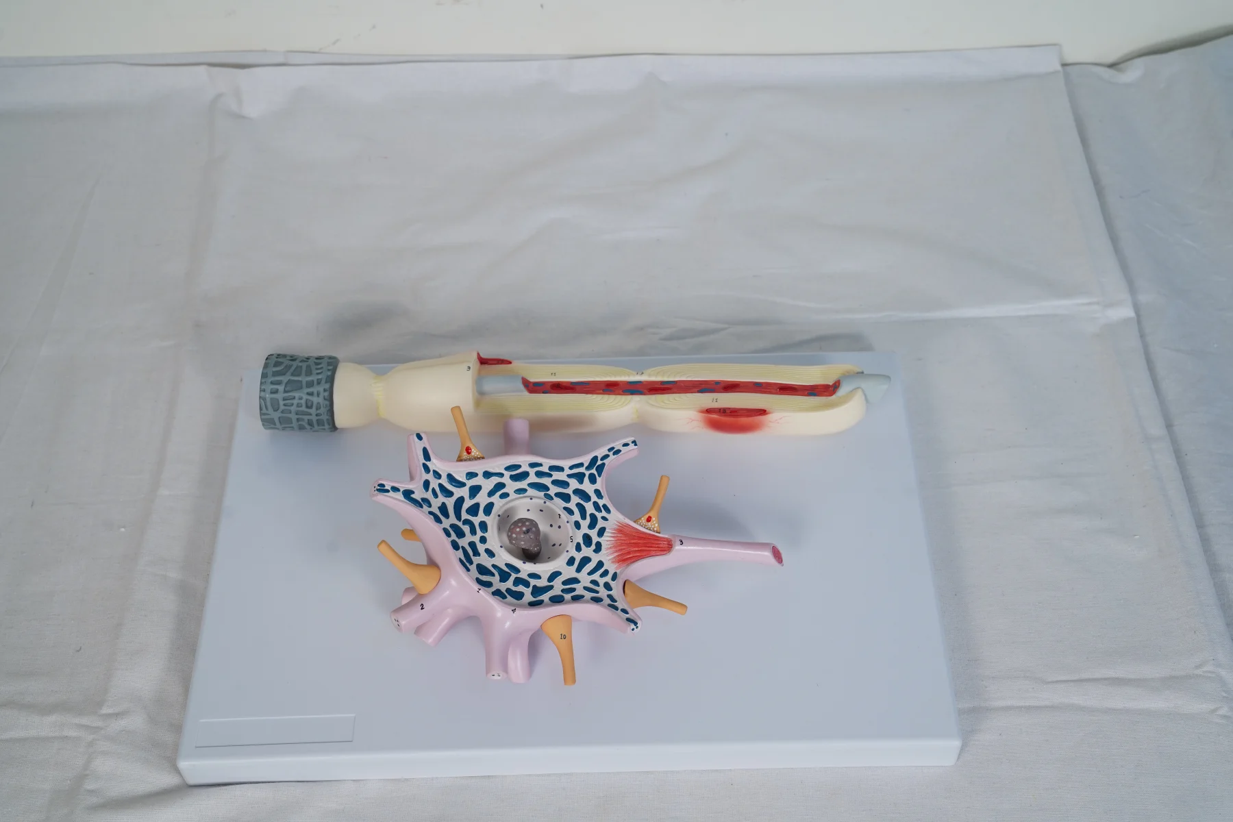 Neuron Model thumbnail 3