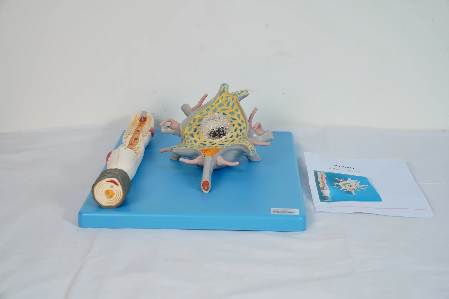 Neuron Model thumbnail 4