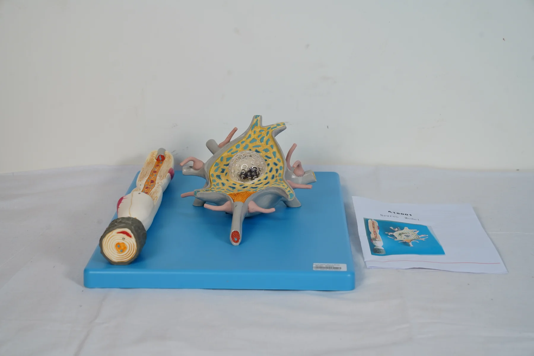 Neuron Model thumbnail 5