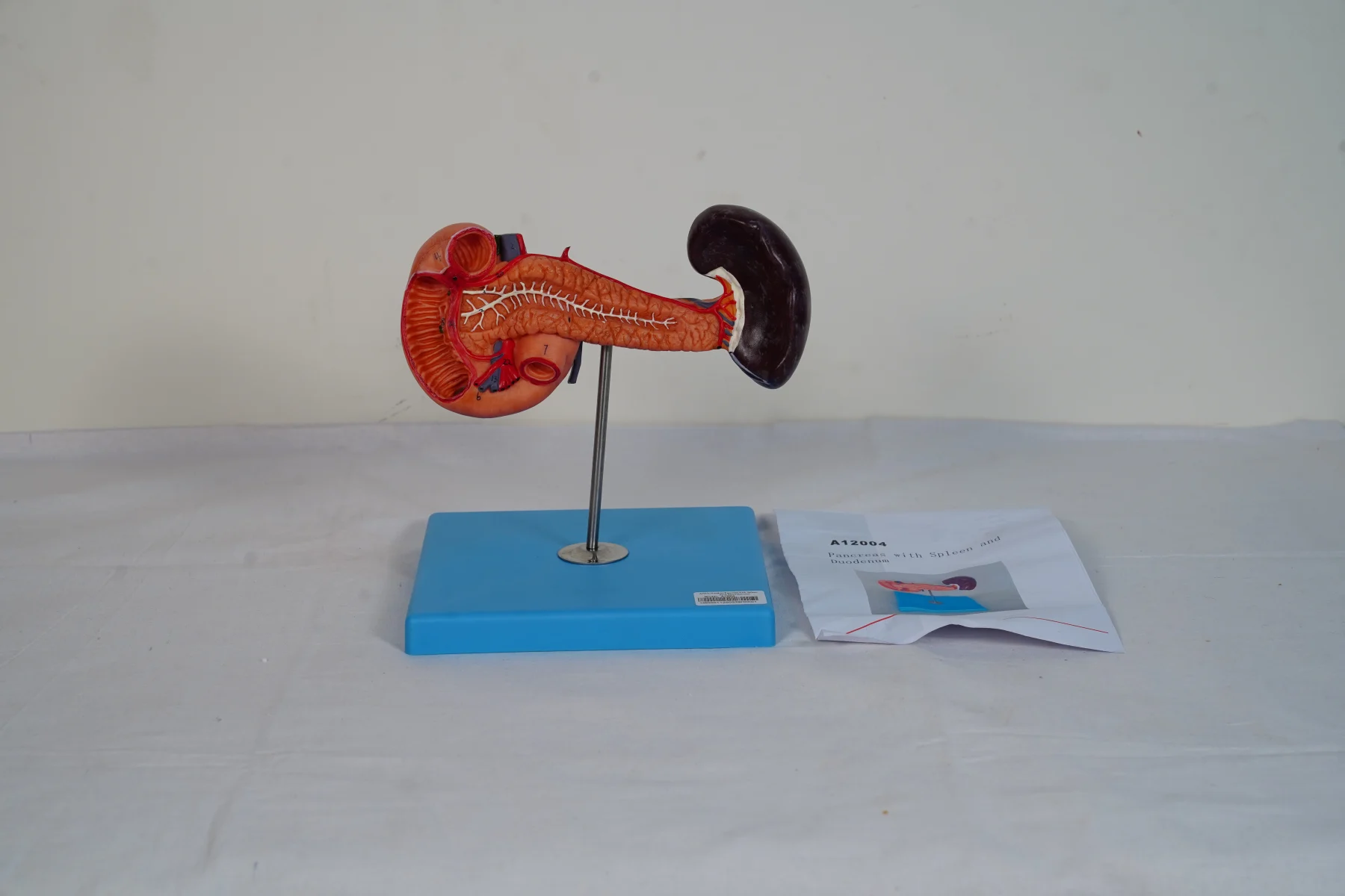 Pancreas With Spleen and Duodenum thumbnail 3