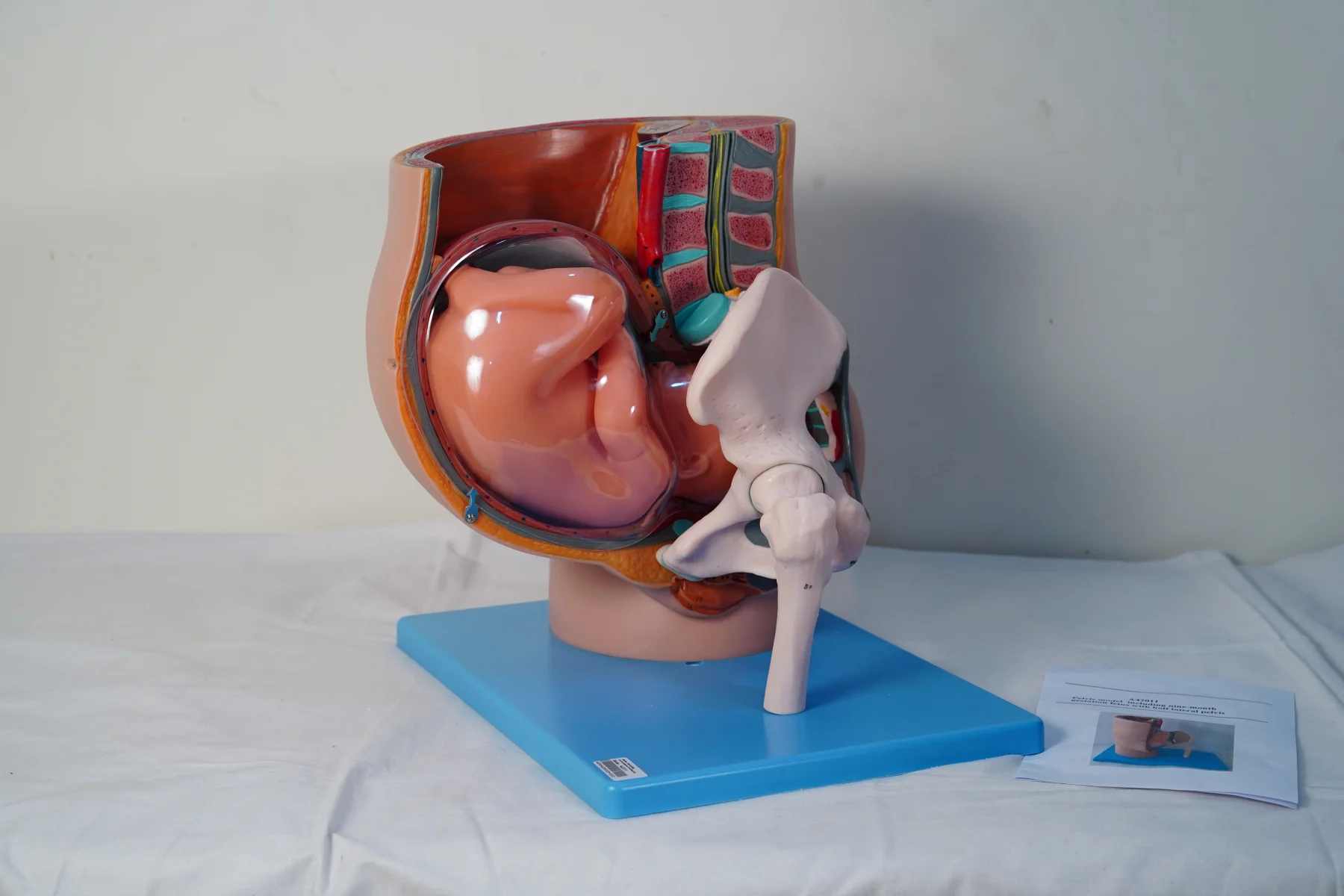 Pelvis Model Including Nine Month Gestation Fetus With Half Lateral Pelvis thumbnail 5