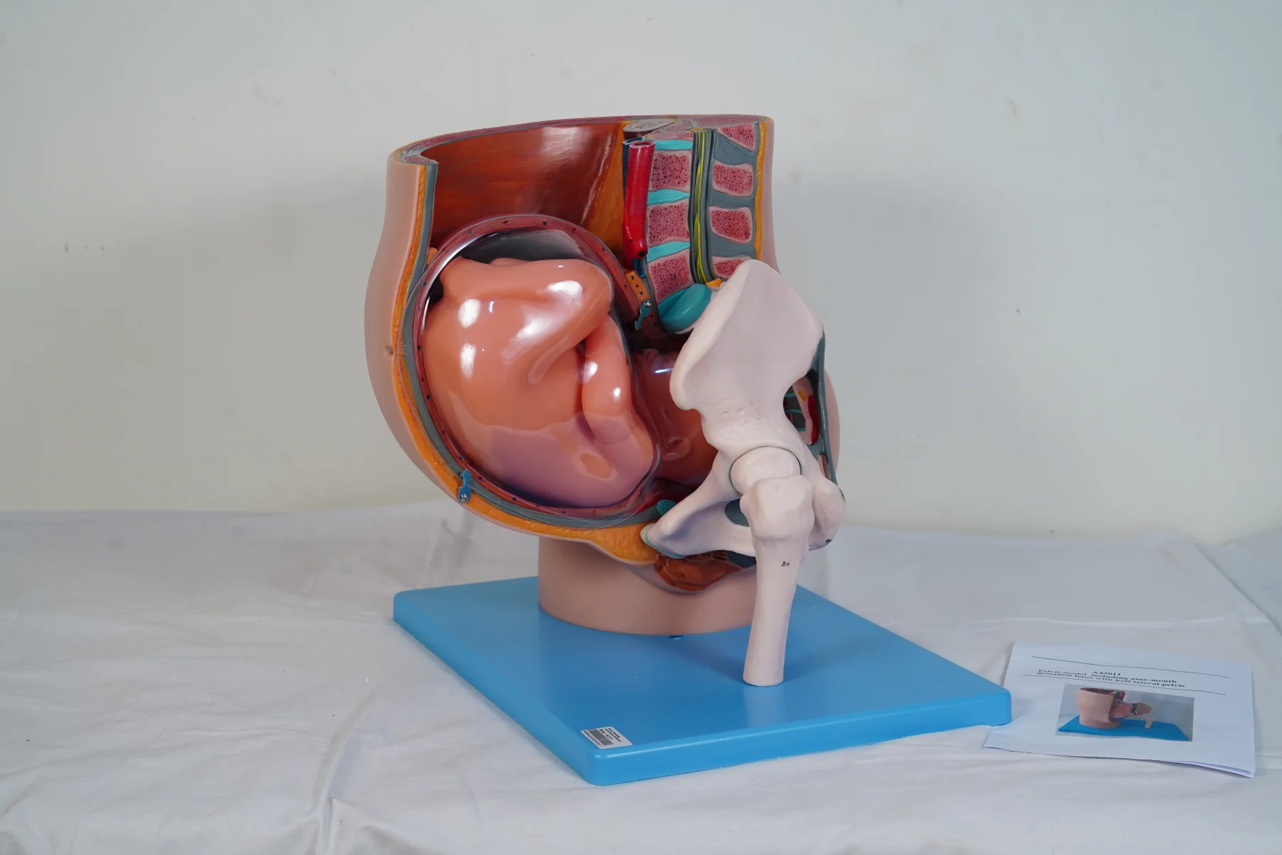 Pelvis Model Including Nine Month Gestation Fetus With Half Lateral Pelvis