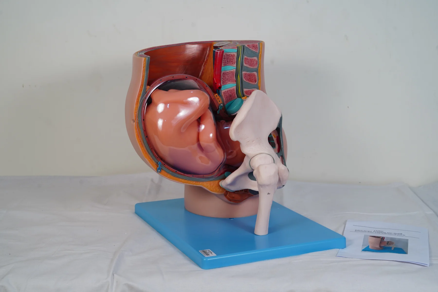 Pelvis Model Including Nine Month Gestation Fetus With Half Lateral Pelvis thumbnail 2