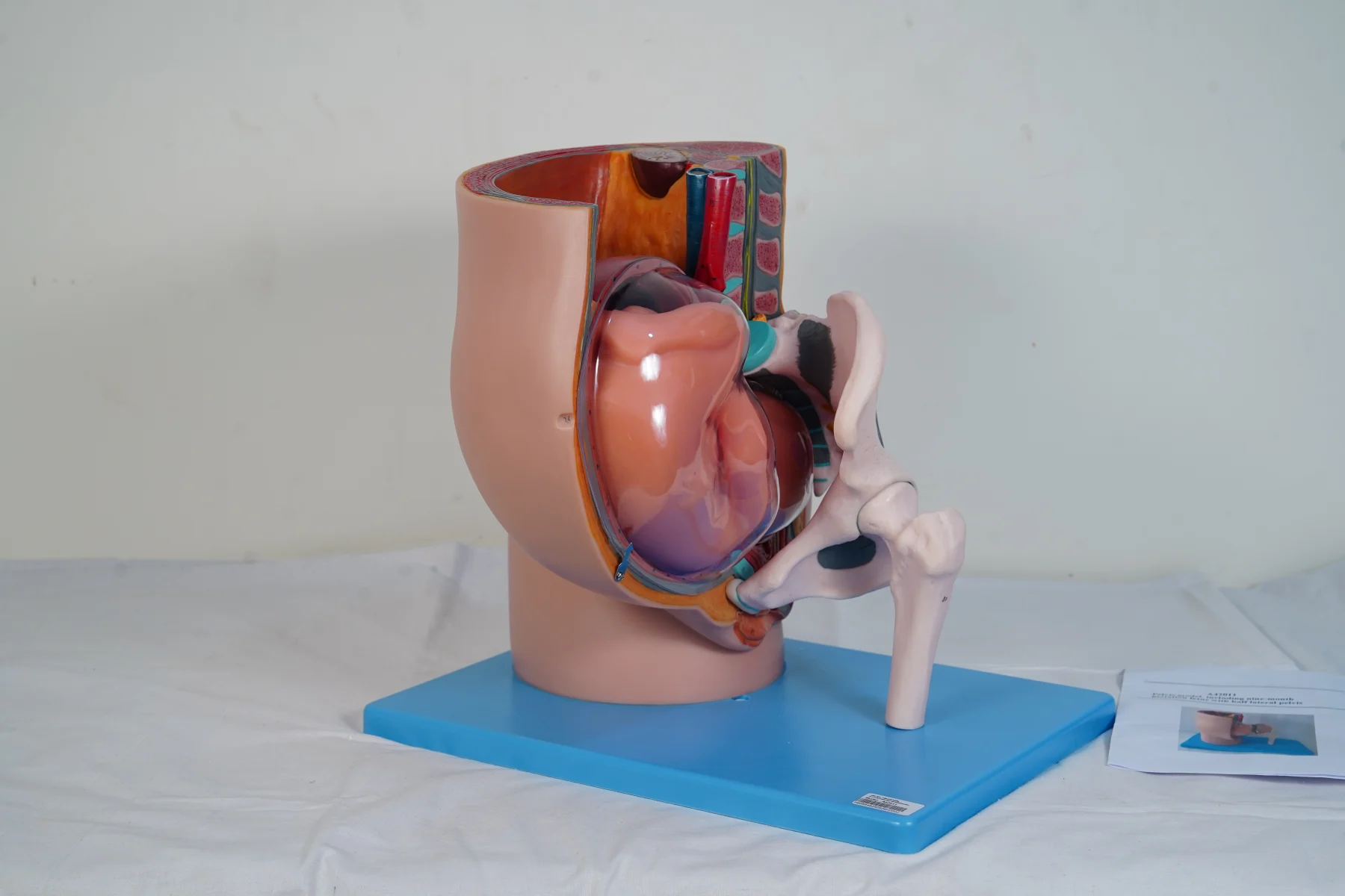 Pelvis Model Including Nine Month Gestation Fetus With Half Lateral Pelvis thumbnail 3