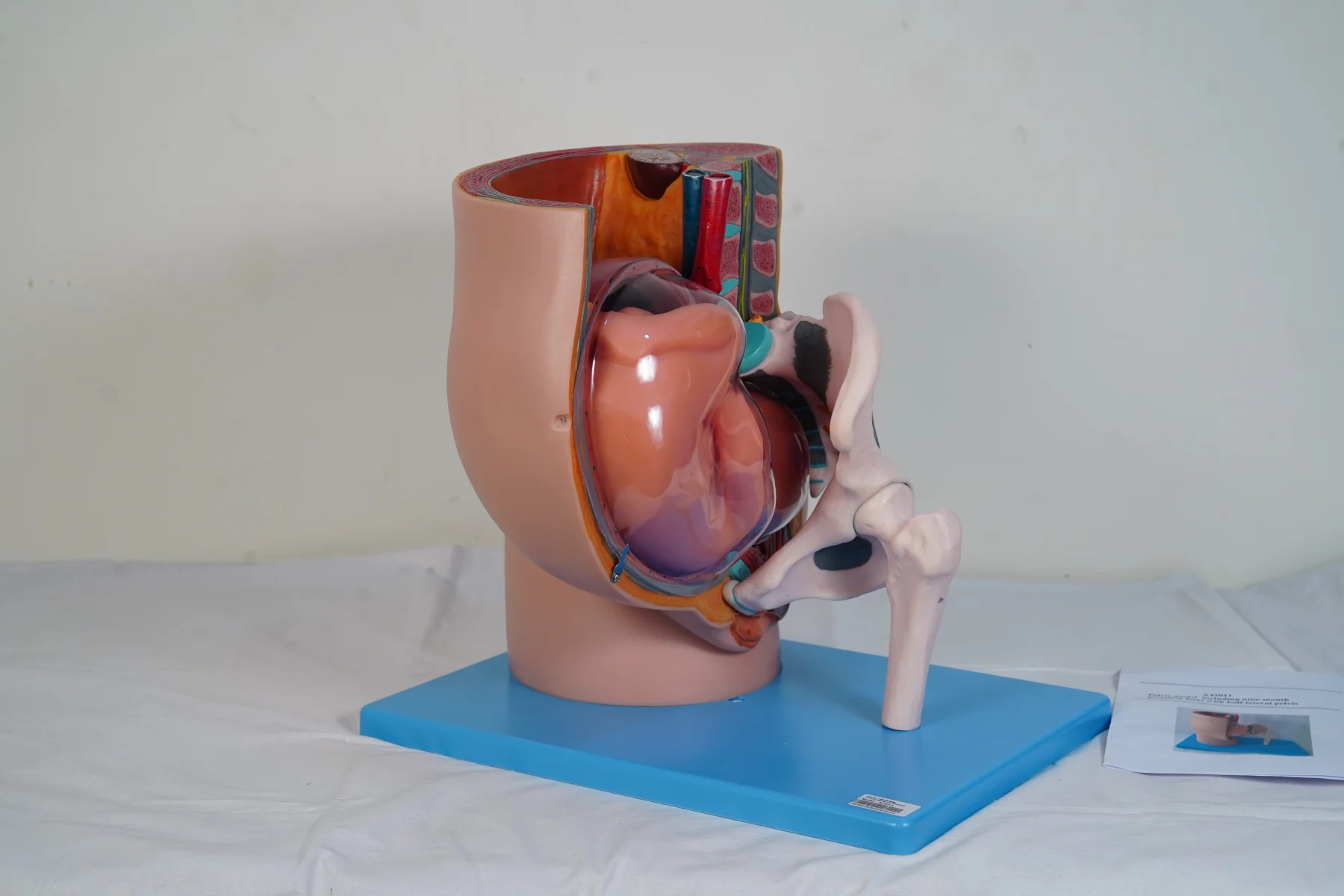 Pelvis Model Including Nine Month Gestation Fetus With Half Lateral Pelvis thumbnail 4