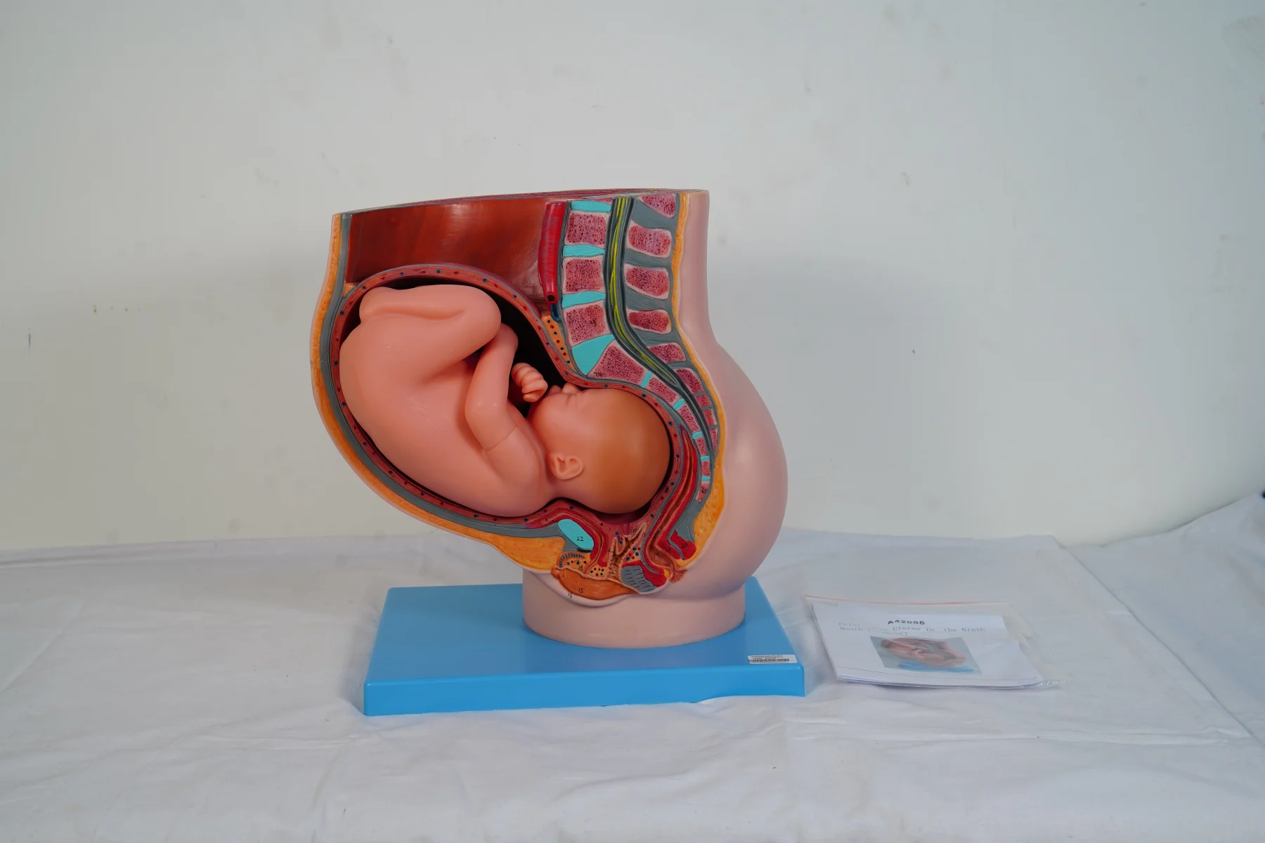 Pelvis With Uterus in the Ninth Month Pregnancy thumbnail 5
