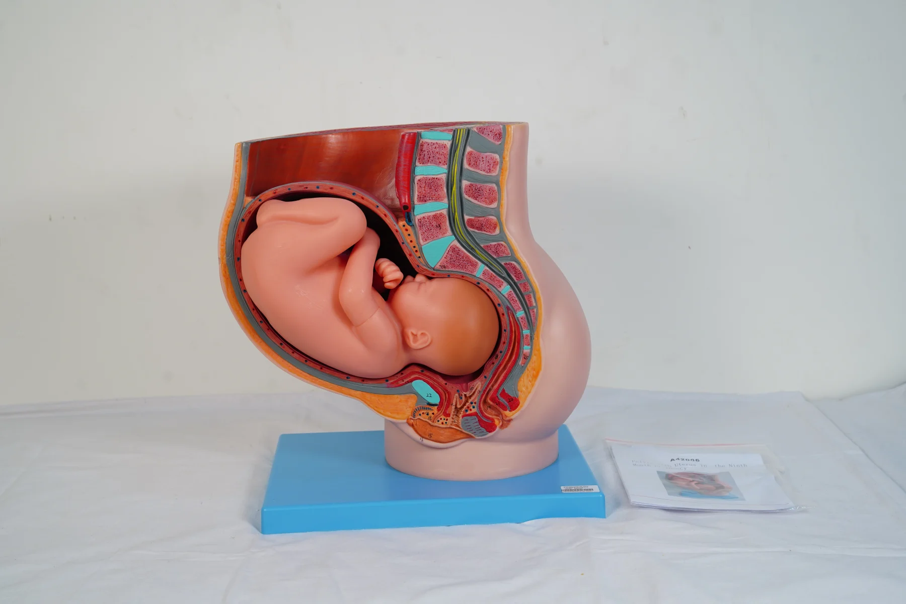 Pelvis With Uterus in the Ninth Month Pregnancy