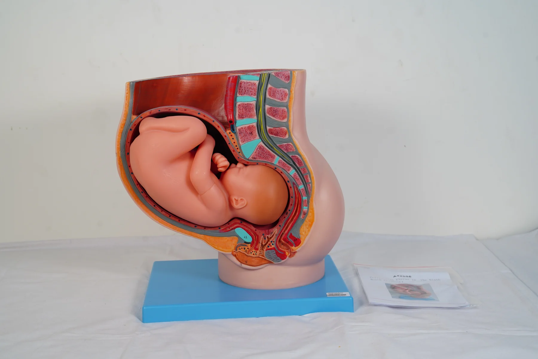 Pelvis With Uterus in the Ninth Month Pregnancy thumbnail 2