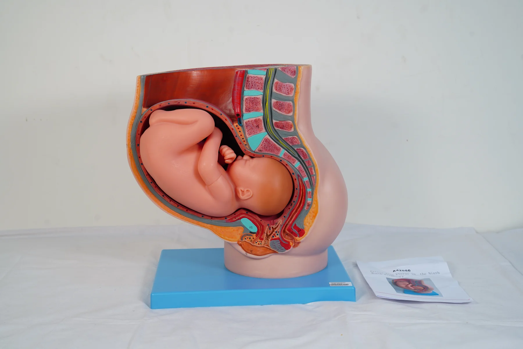Pelvis With Uterus in the Ninth Month Pregnancy thumbnail 3