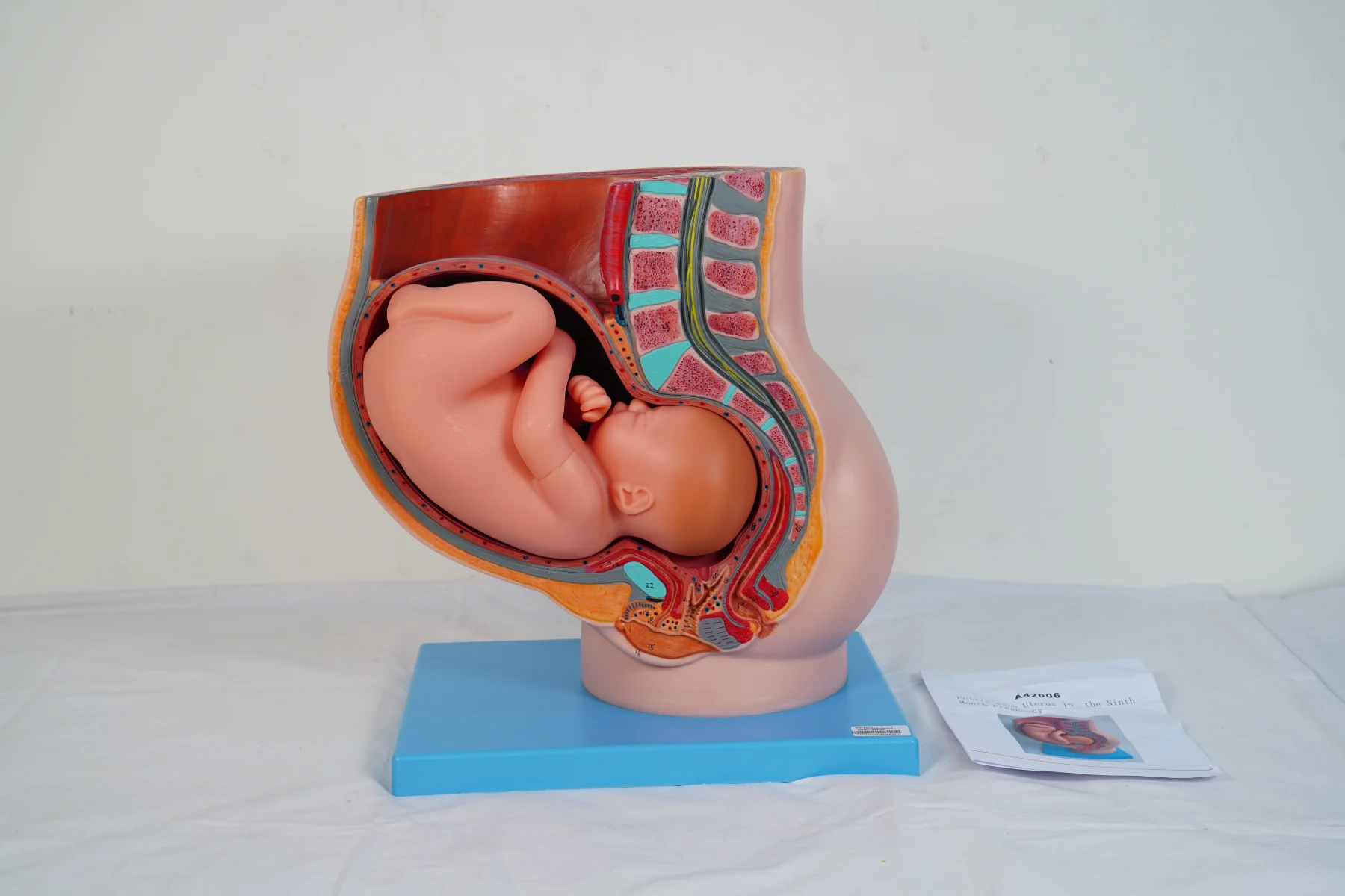 Pelvis With Uterus in the Ninth Month Pregnancy thumbnail 4