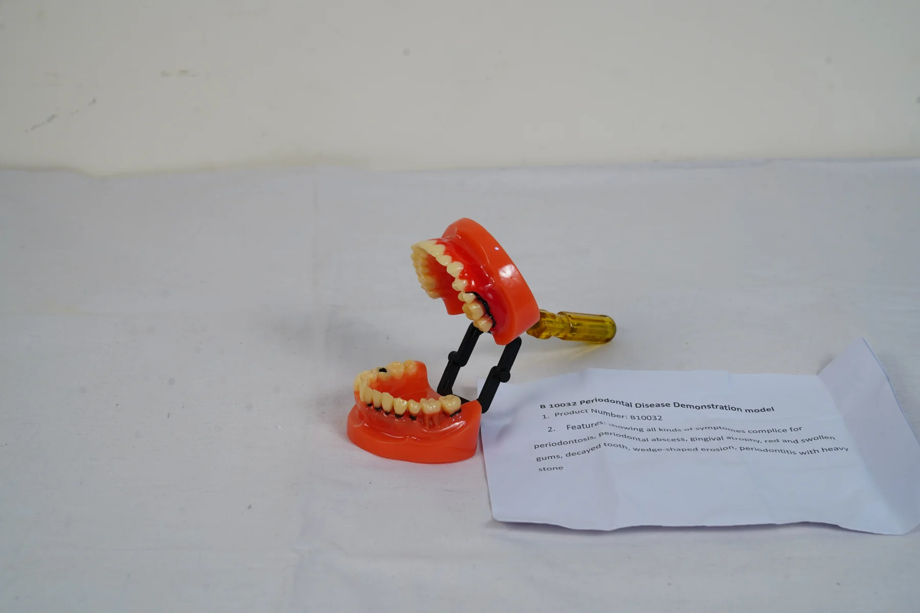 Periodontal Disease Demonstration Model thumbnail 5