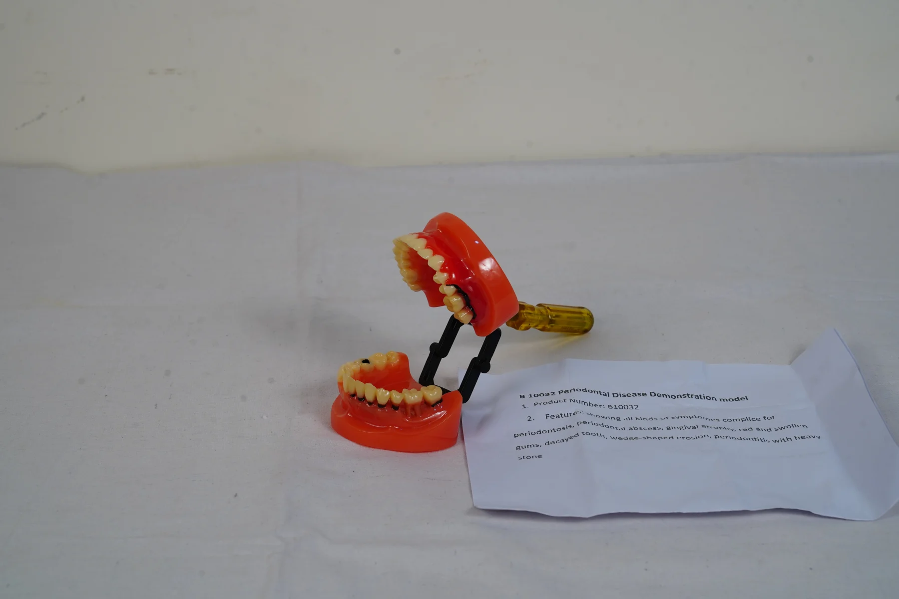 Periodontal Disease Demonstration Model