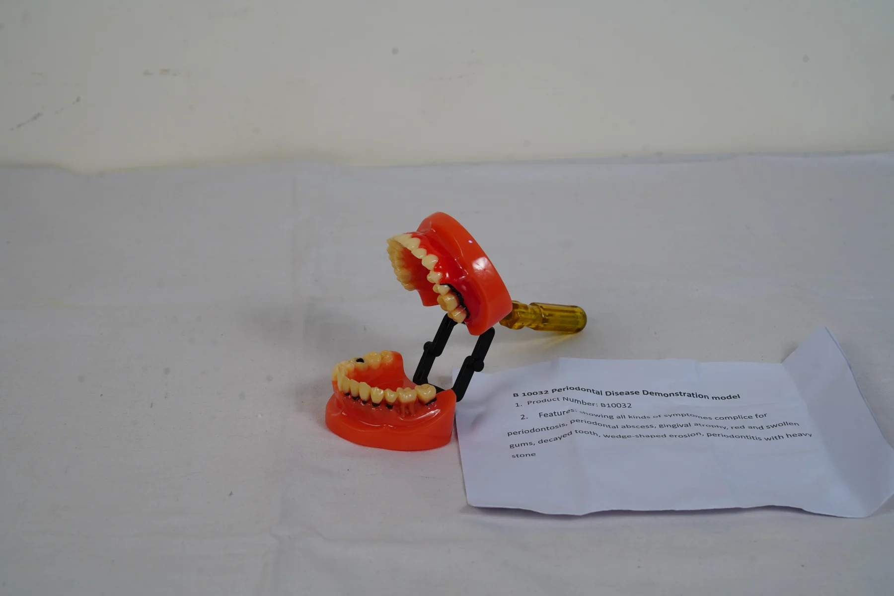 Periodontal Disease Demonstration Model thumbnail 2