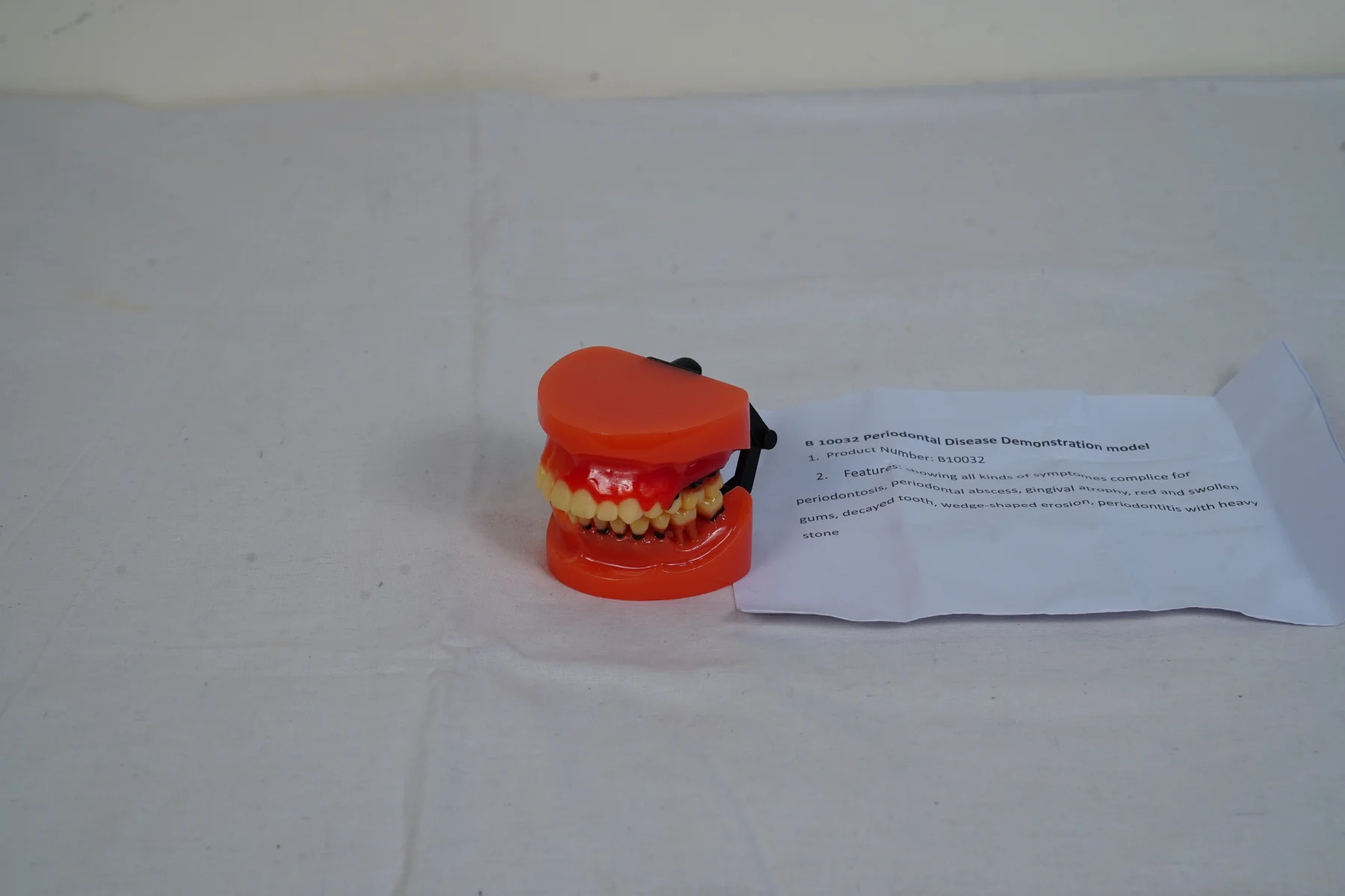 Periodontal Disease Demonstration Model thumbnail 3