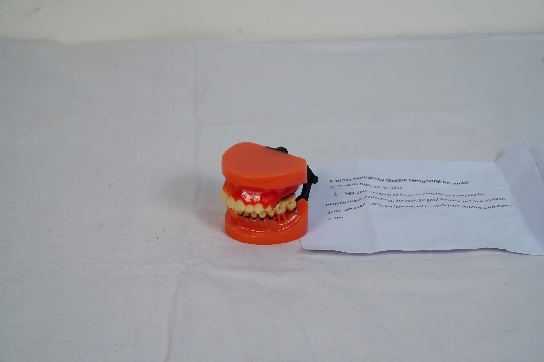 Periodontal Disease Demonstration Model thumbnail 4