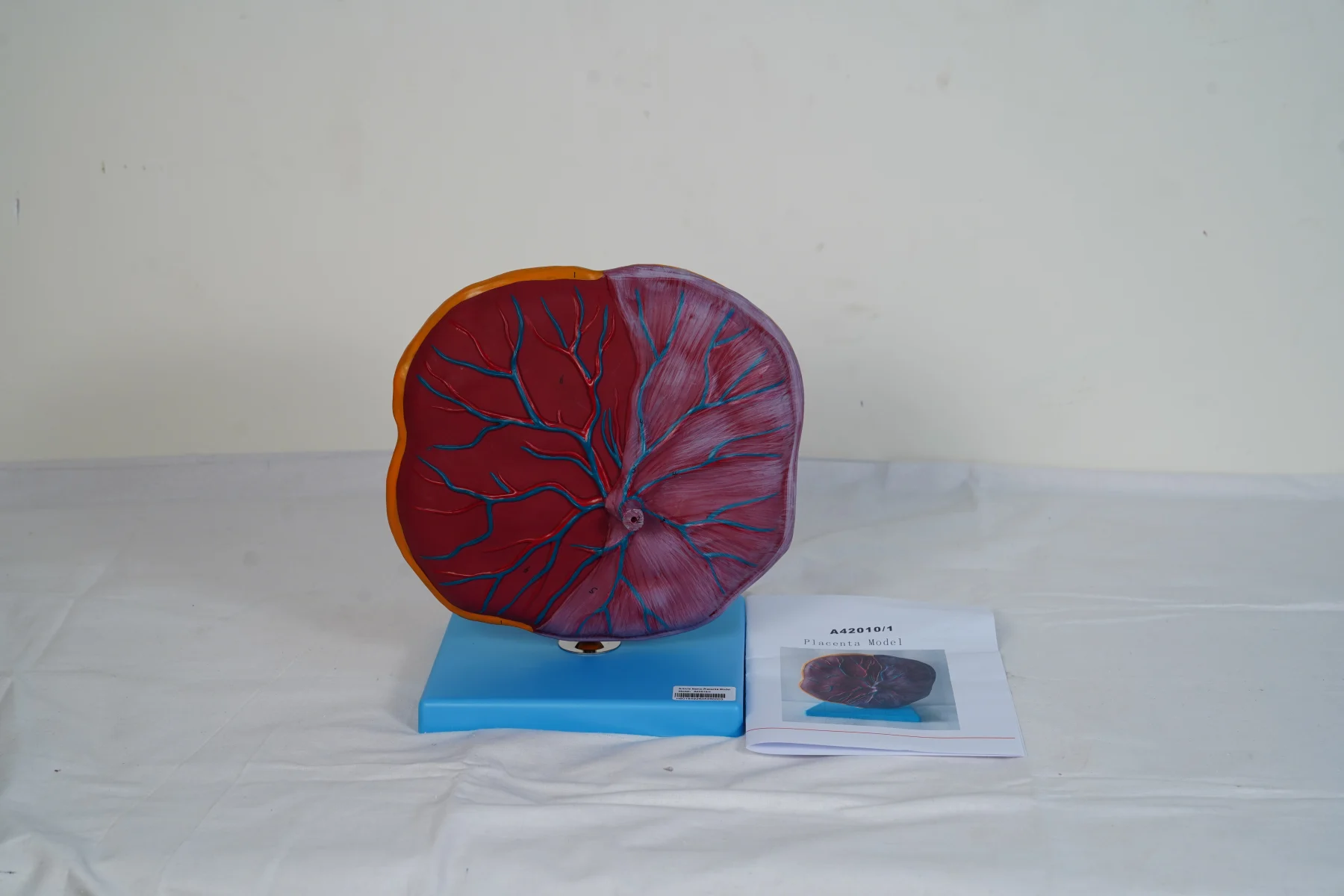Placenta Model thumbnail 4