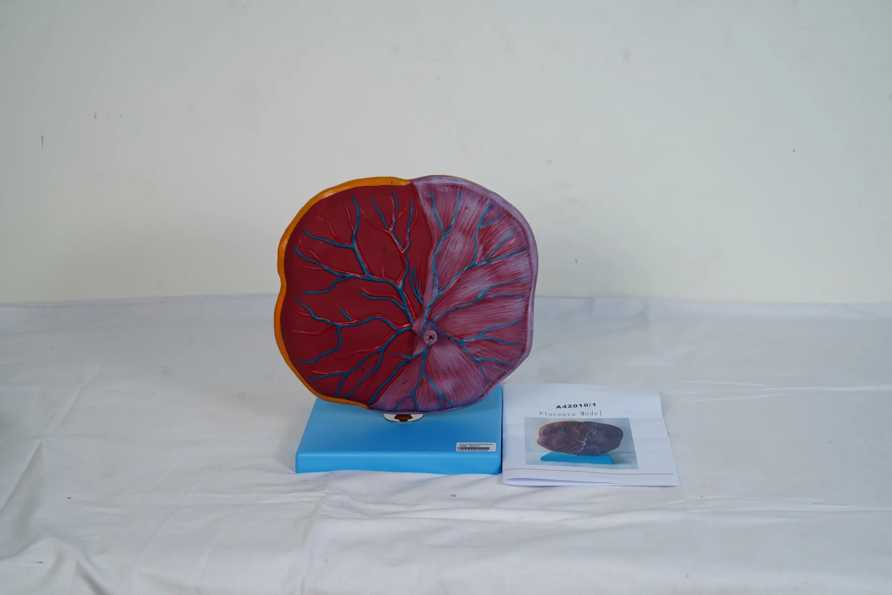 Placenta Model