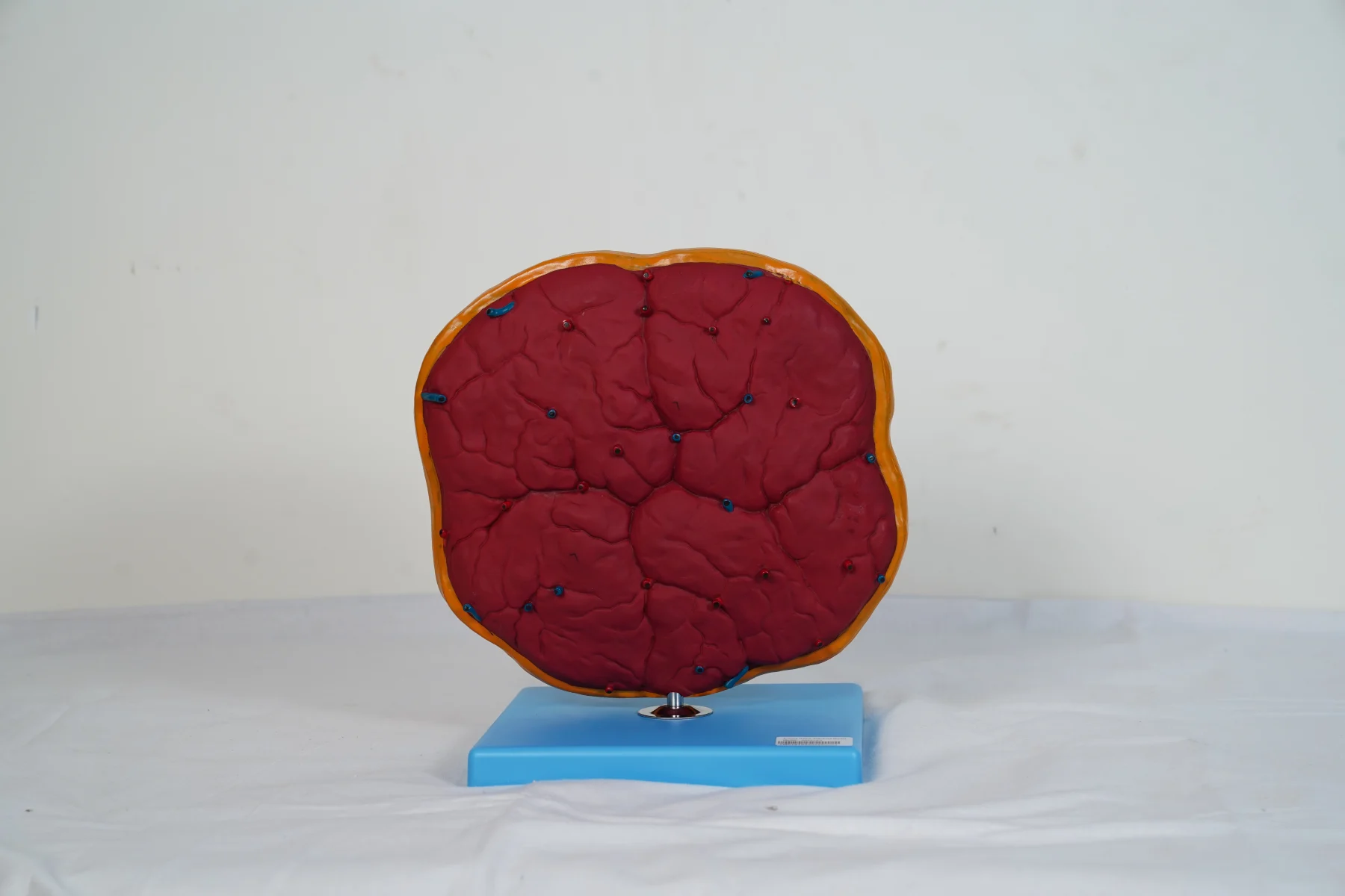 Placenta Model thumbnail 2