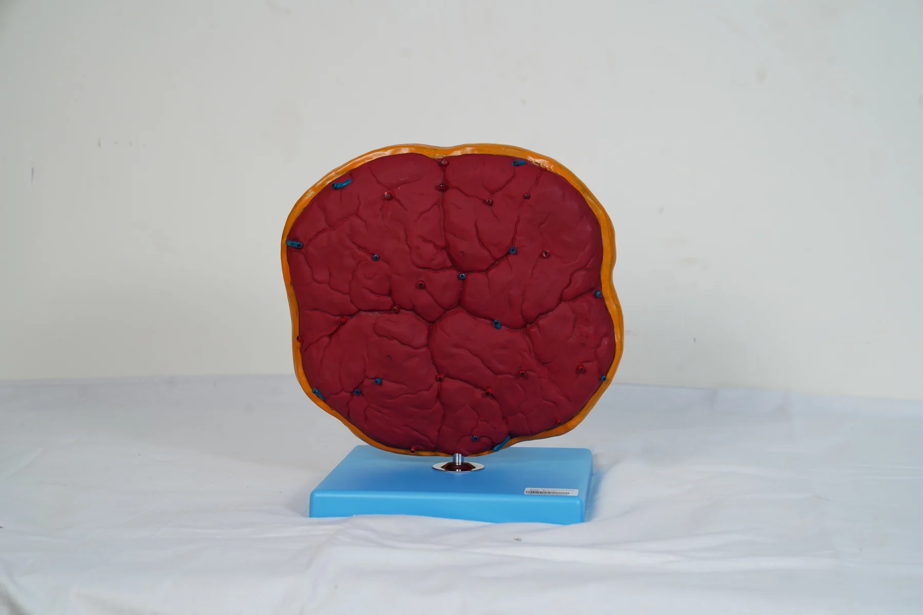 Placenta Model thumbnail 3