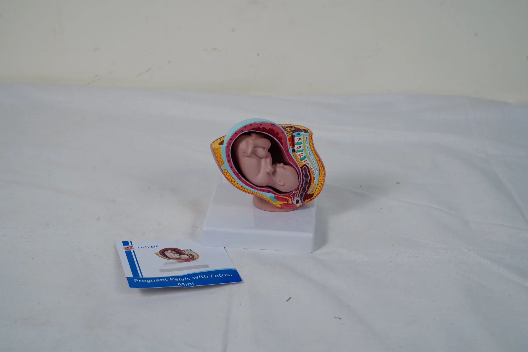 Pregnant Pelvis With Fetus Mini thumbnail 7