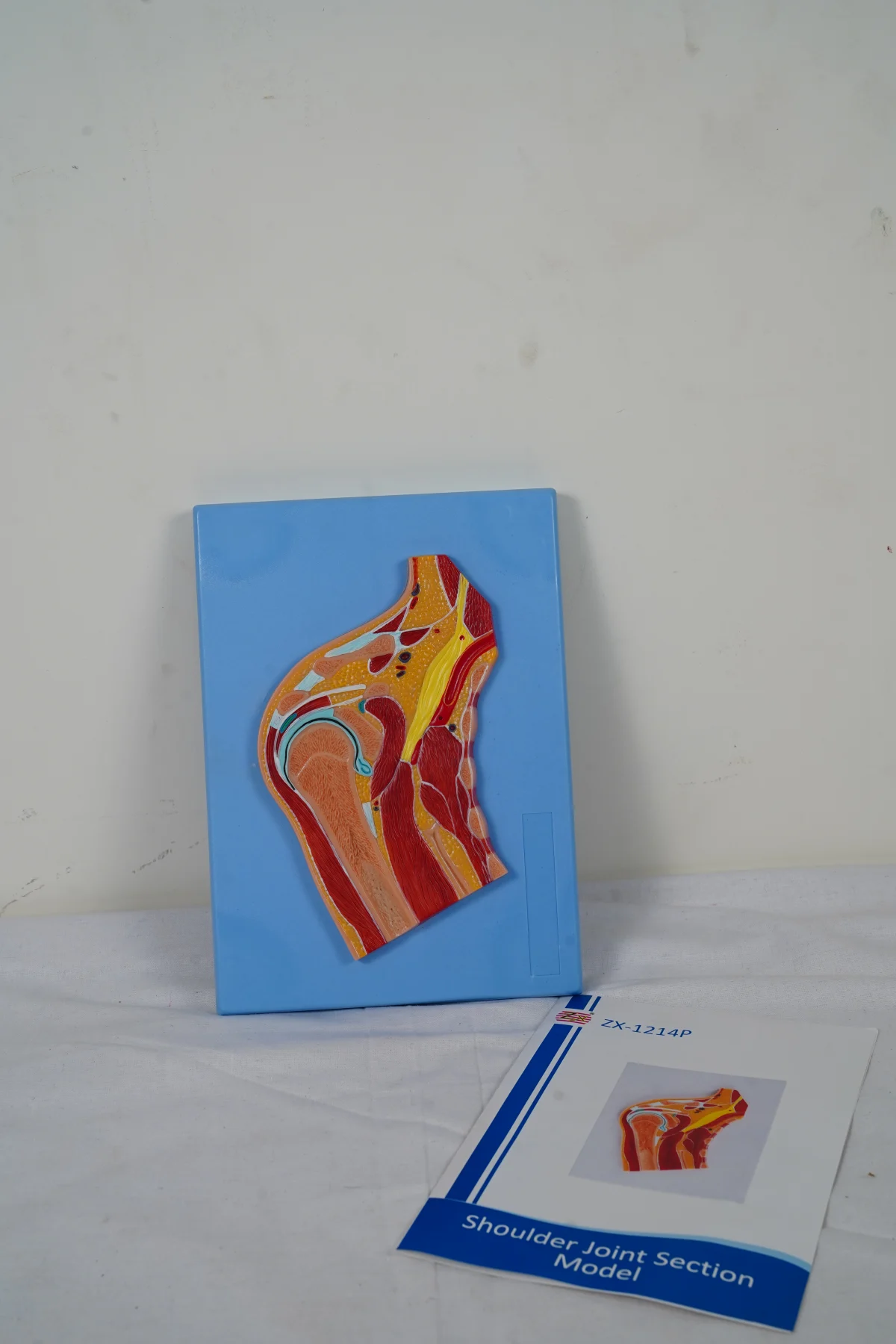 Shoulder Joint Section Model thumbnail 4