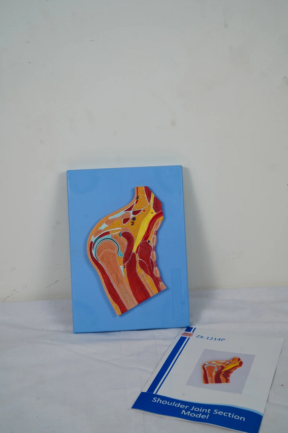 Shoulder Joint Section Model