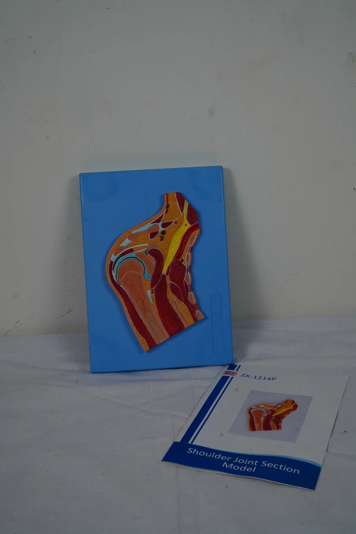 Shoulder Joint Section Model thumbnail 2