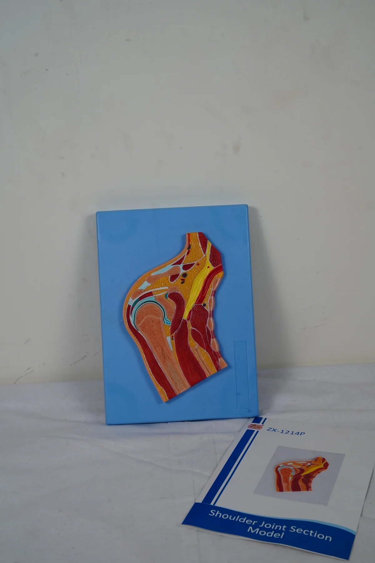 Shoulder Joint Section Model thumbnail 3