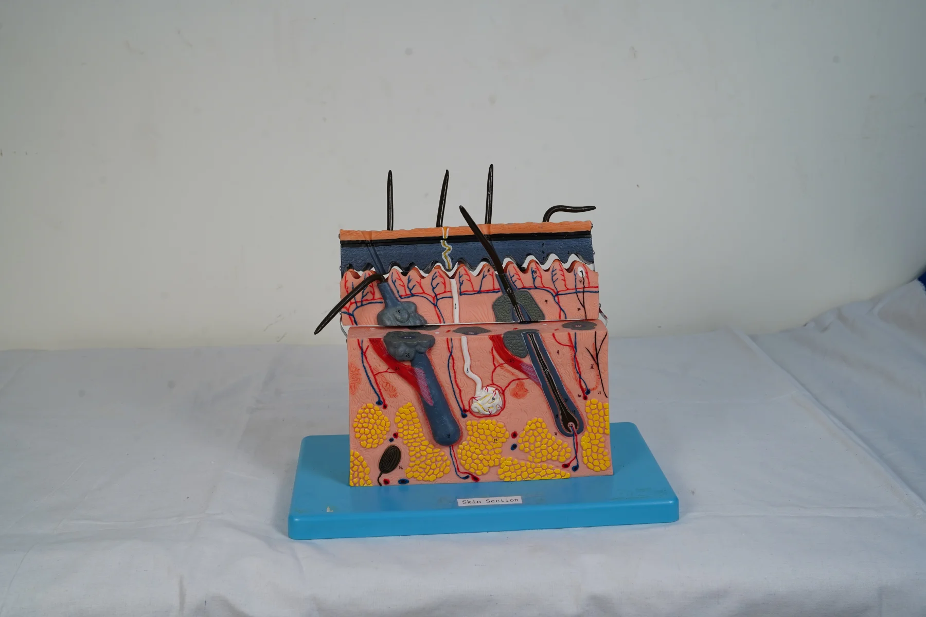 Skin Section thumbnail 3