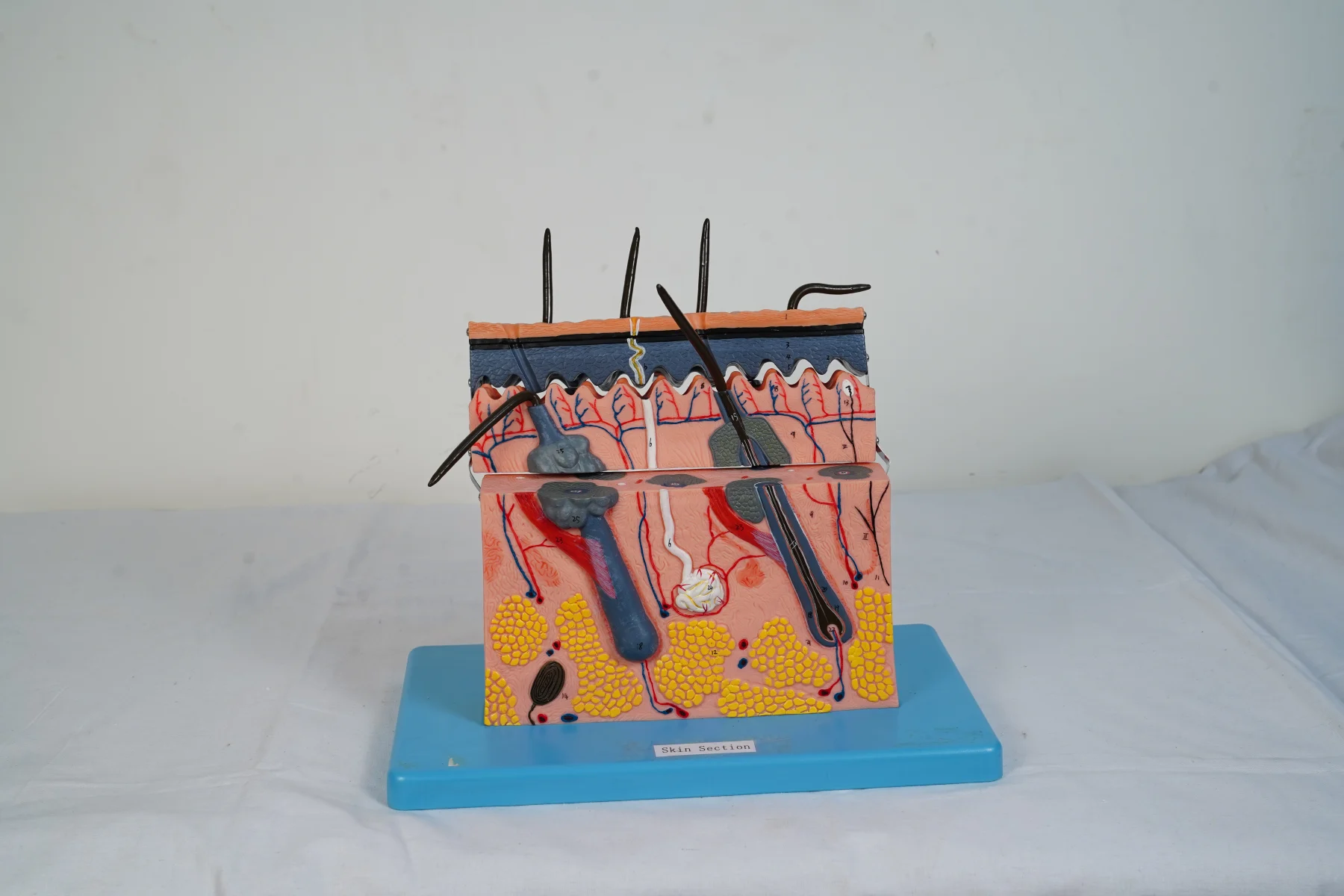 Skin Section thumbnail 2