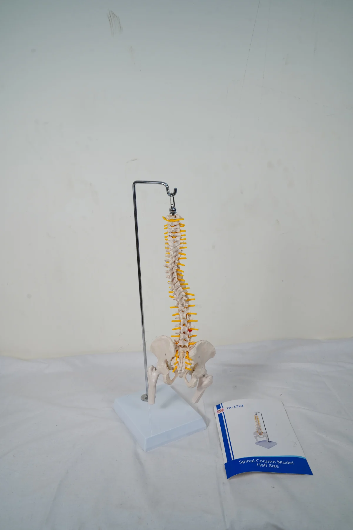 Spinal Column Model Half Size thumbnail 5