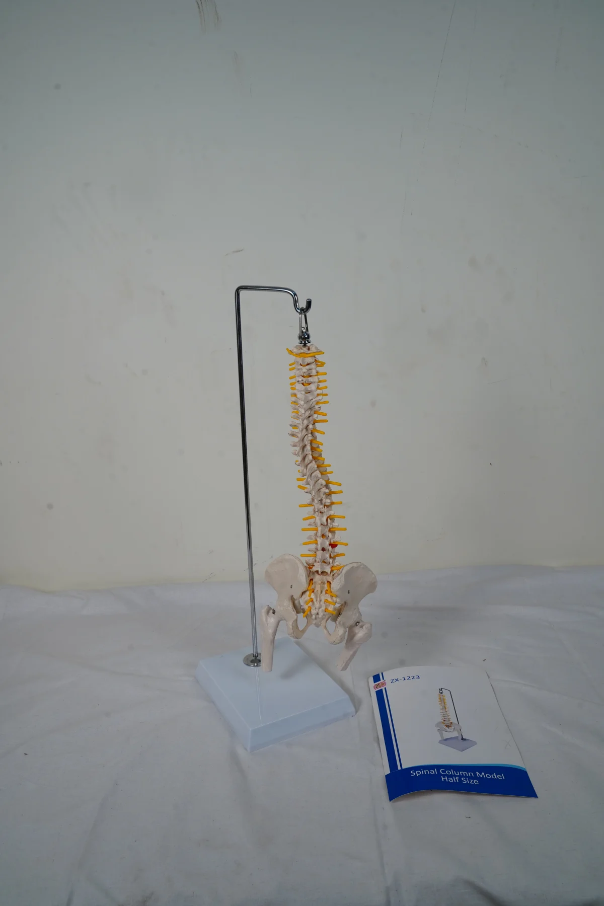 Spinal Column Model Half Size
