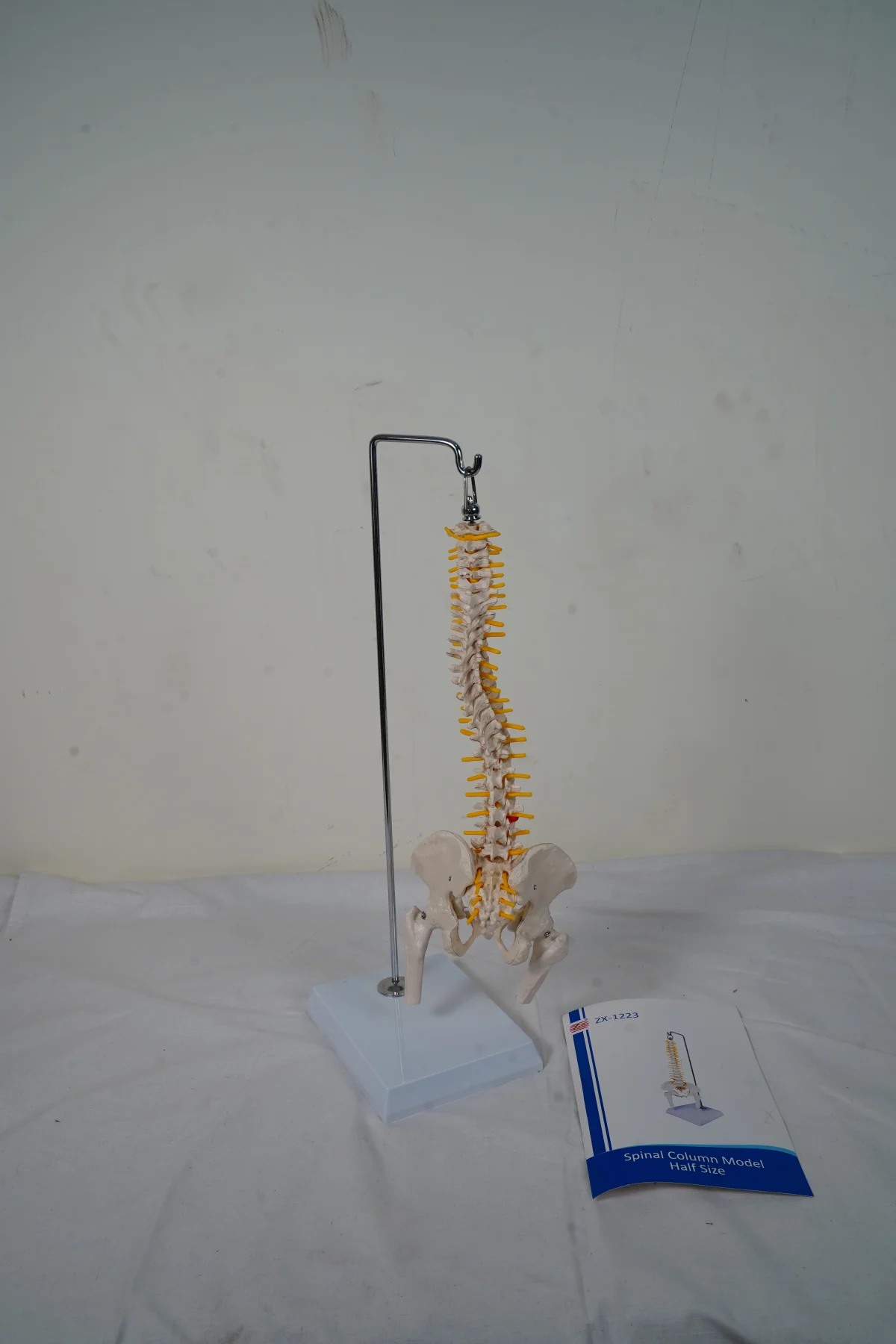 Spinal Column Model Half Size thumbnail 2