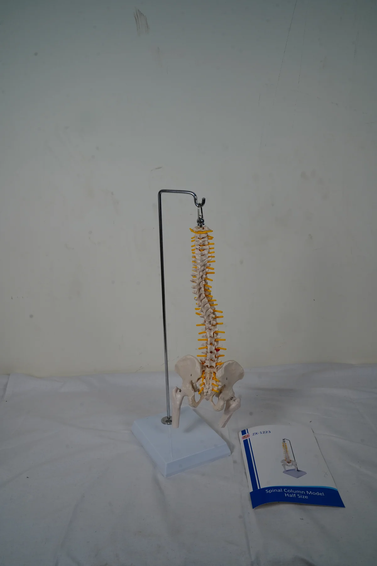 Spinal Column Model Half Size thumbnail 3