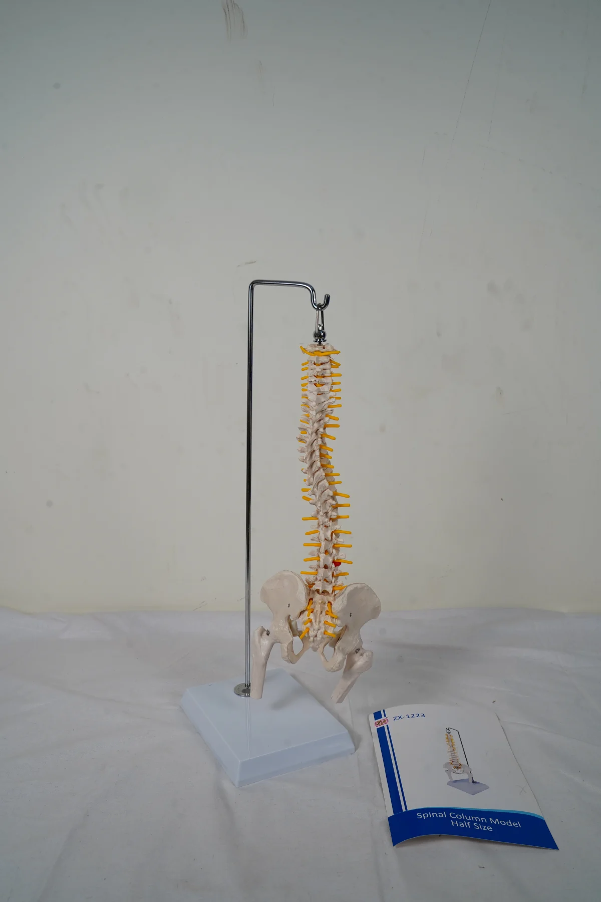 Spinal Column Model Half Size thumbnail 4