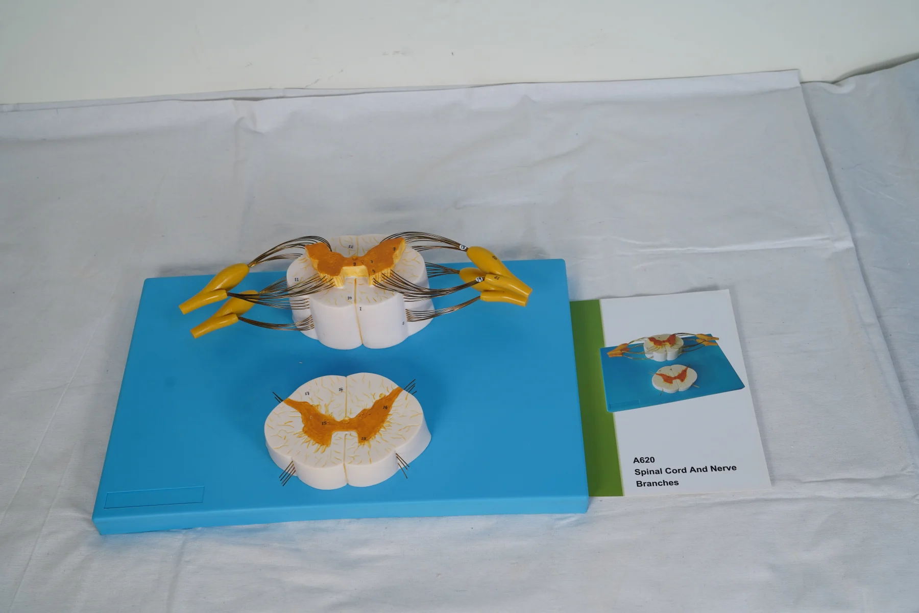 Spinal Cord and Nerve Branches thumbnail 3