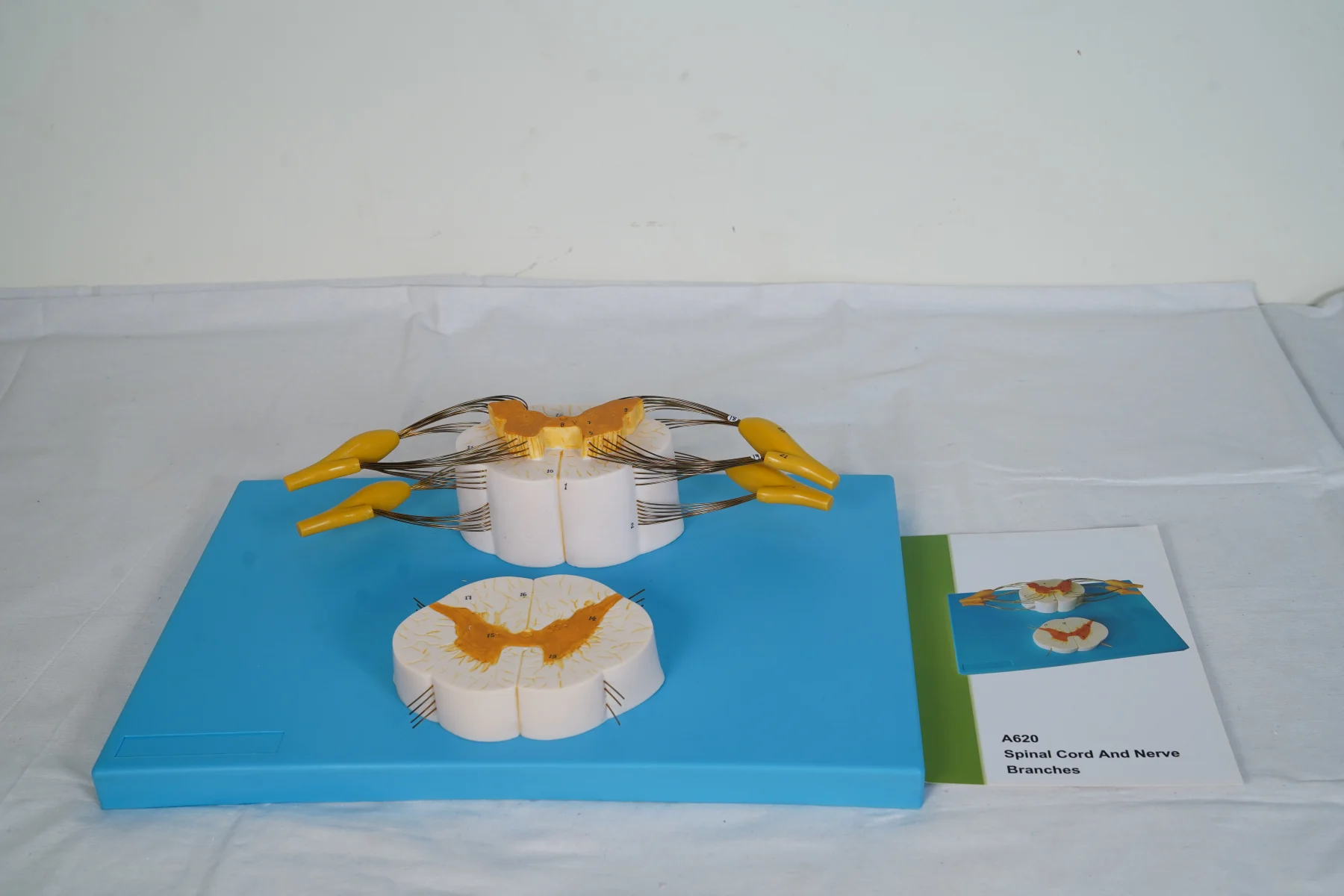 Spinal Cord and Nerve Branches thumbnail 2