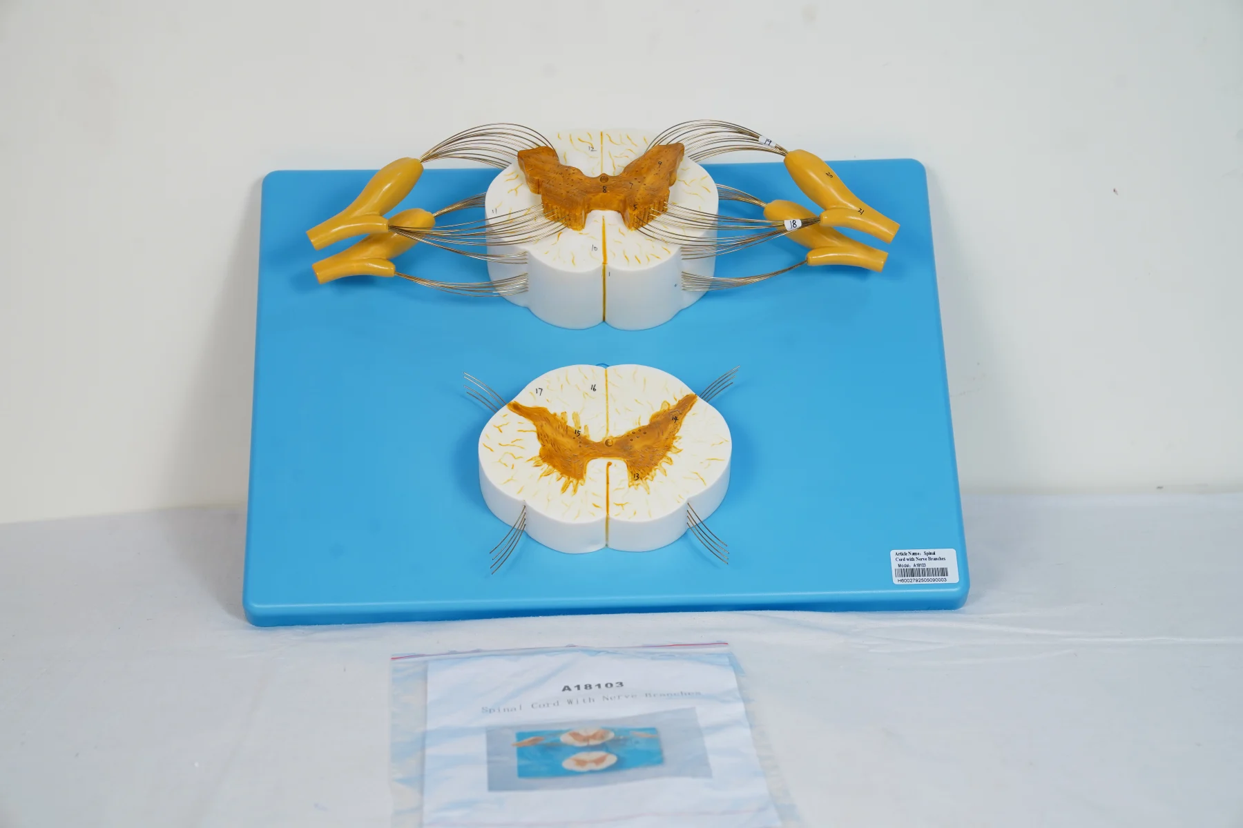 Spinal Cord With Nerve Branches